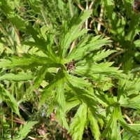 Meadow Crane's-bill